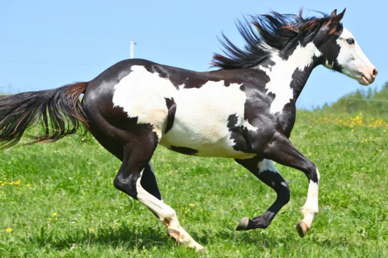 2025-03-19-12-most-popoular-horse-breeds