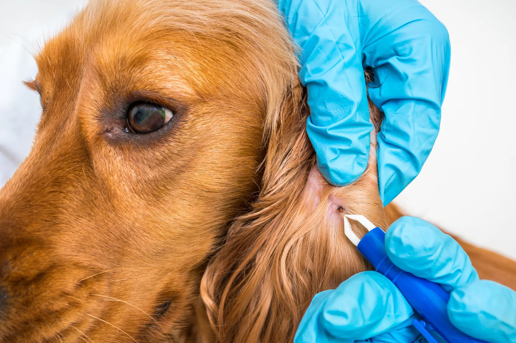 Borreliose beim Hund: Symptome, Behandlung und wie Sie Ihren Hund schützen