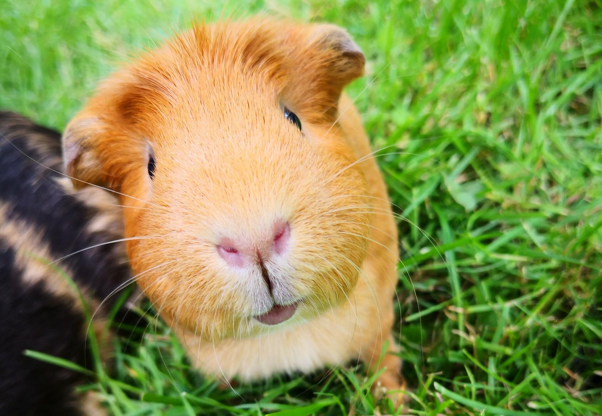 Meerschweinchen-Versicherung: Beitrag oder lieber sparen?