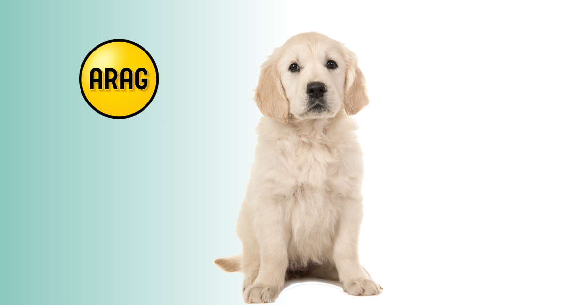 ARAG Hundekrankenversicherung: Test, Kosten & Erfahrungen