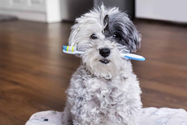 Pet-dental-insurance-scaled