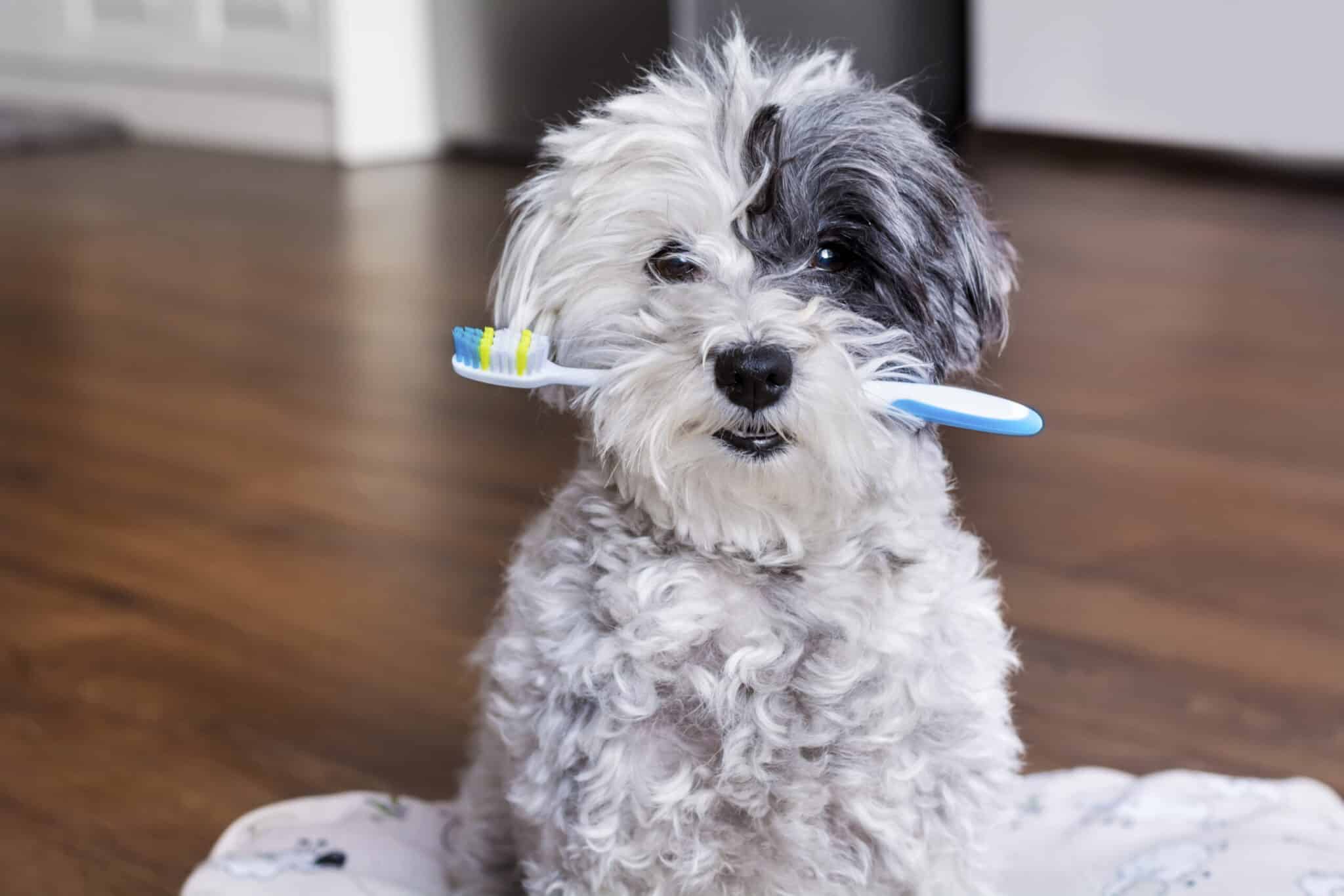 Zahnversicherung für Hunde: Welche Tarife eine Zahnbehandlung wirklich zahlen