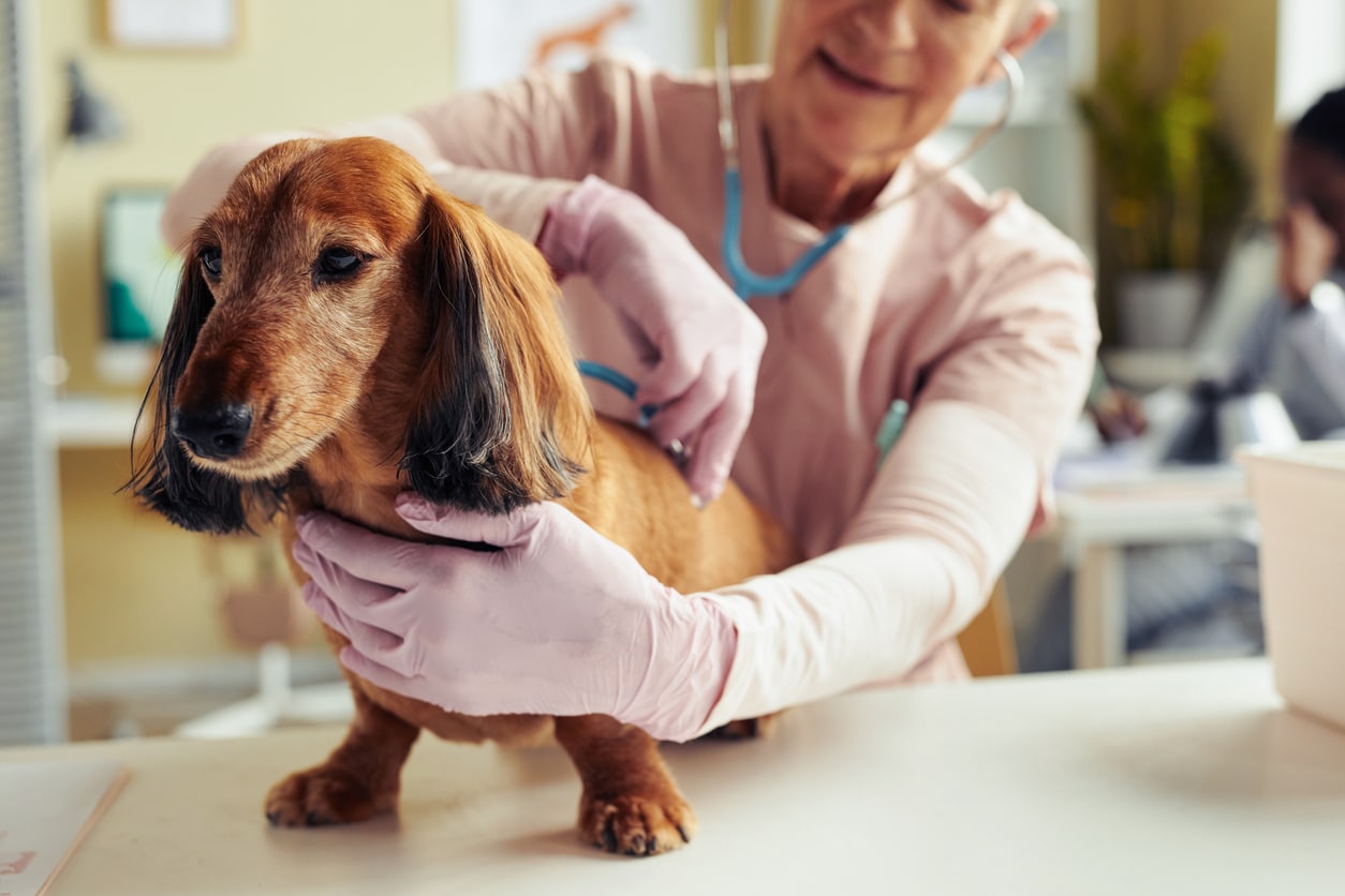 Welche Tierversicherung rechnet direkt mit dem Tierarzt ab?