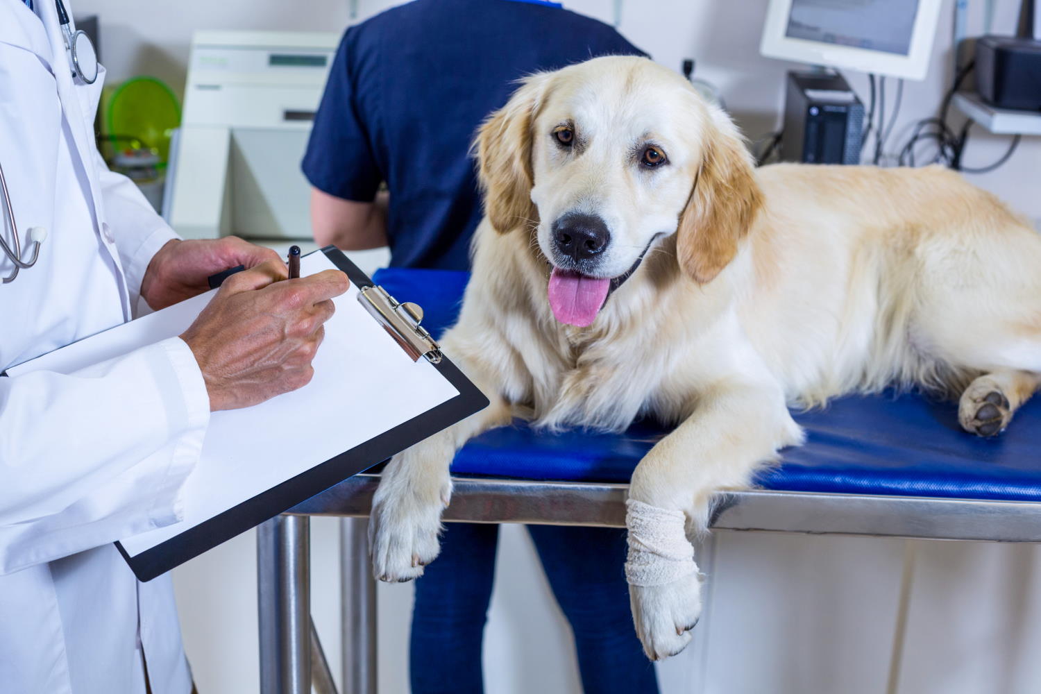 hepster Tierversicherung: Tarife und Leistungen für Hund und Katze