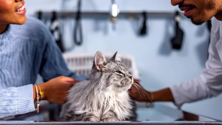 cat_at_the_vet_clinic_1544265082