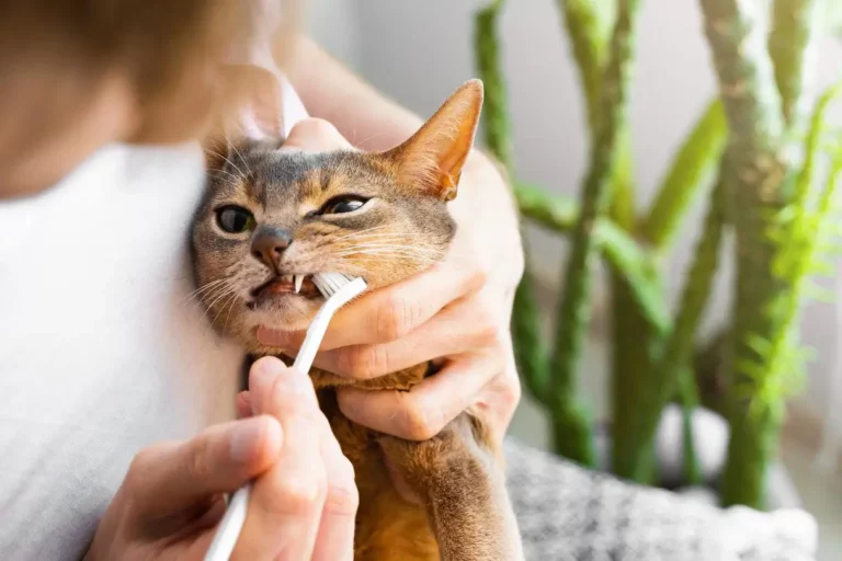 cat_teeth_cleaning