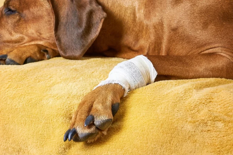 dog-front-leg-injury