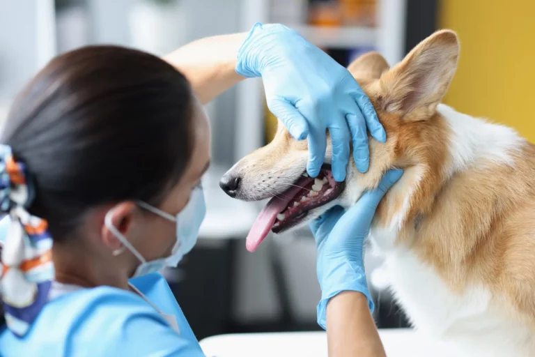 dog-tooth-extraction