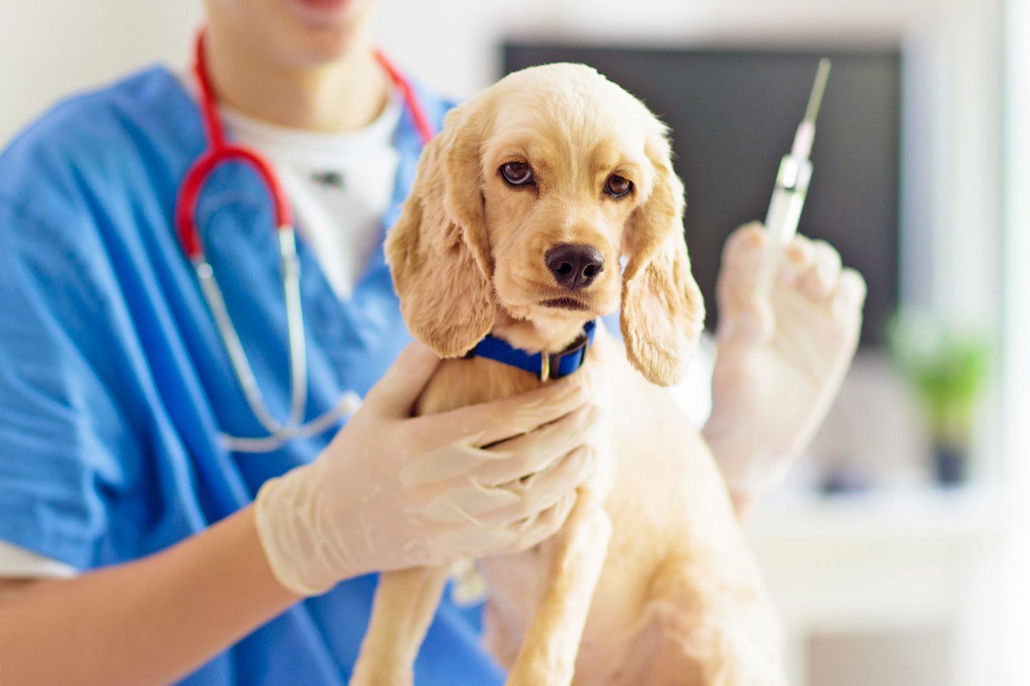 Hundekrankenversicherung Kosten: Was Tierhalter wirklich zahlen