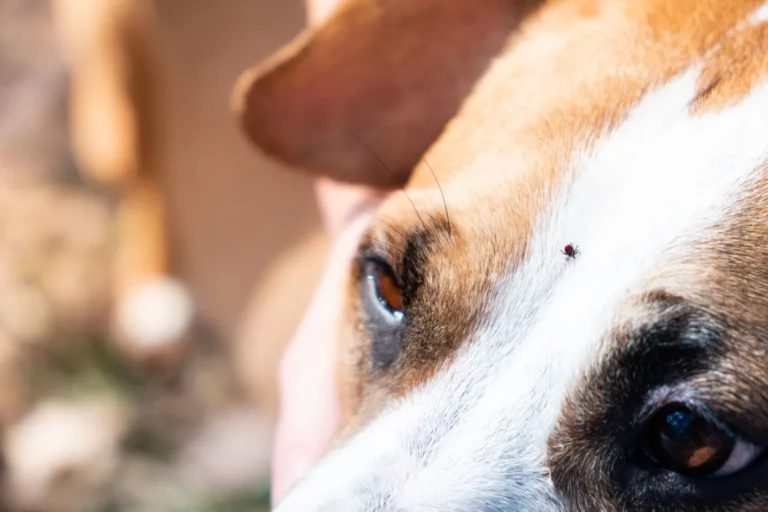 dog_with_tick_on_forehead_53a1431c8f