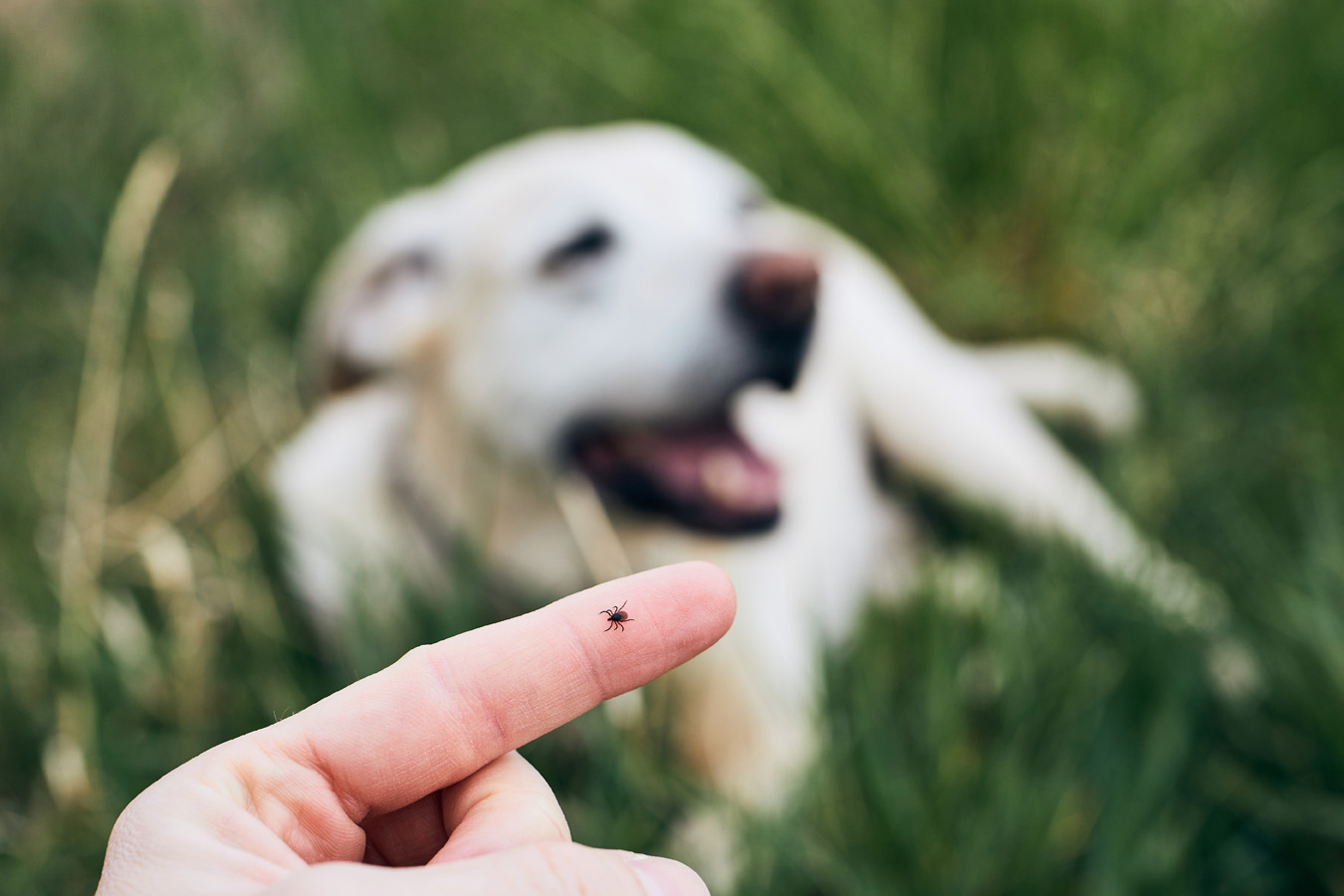 Anaplasmose beim Hund: Fieber, Lahmheit und was ein positiver Titer bedeutet