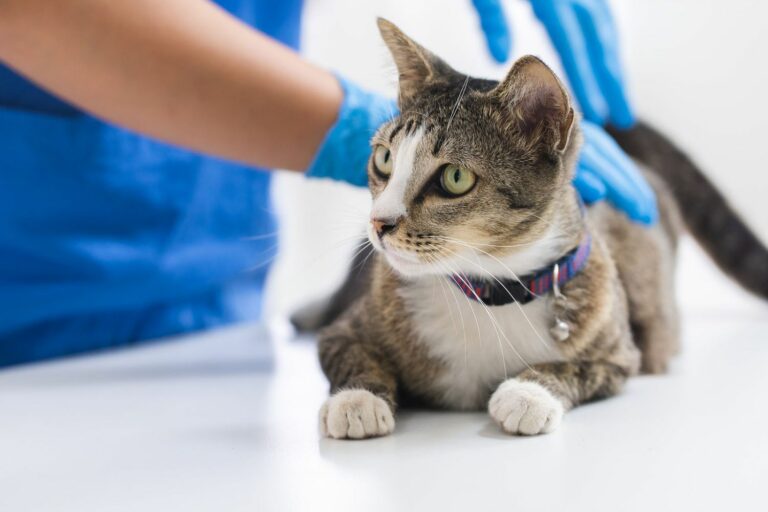 what-happens-at-your-cats-annual-visit-1268731602-2000-2345db39de7f4056b4de7b04de036f3d