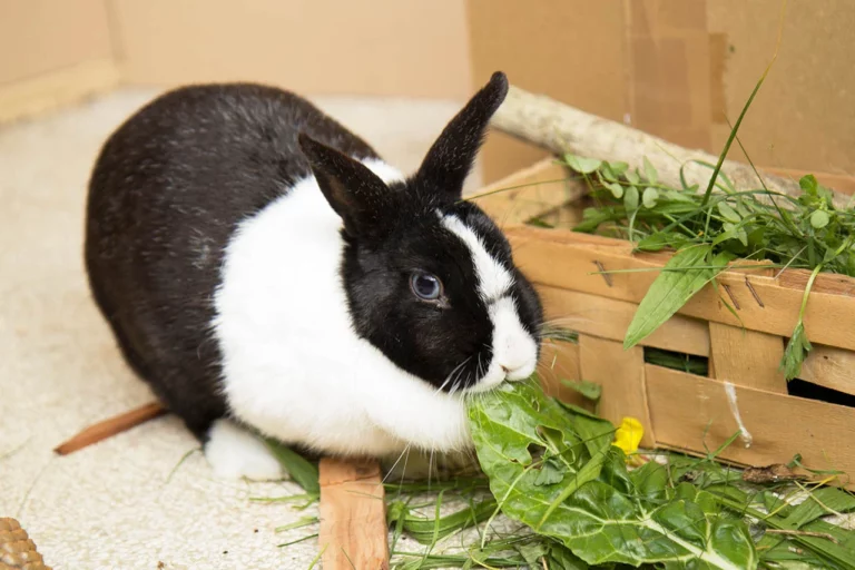 2017-10-06-Zwergkaninchen-Pflegestelle_MG_0392-c-PETA-D