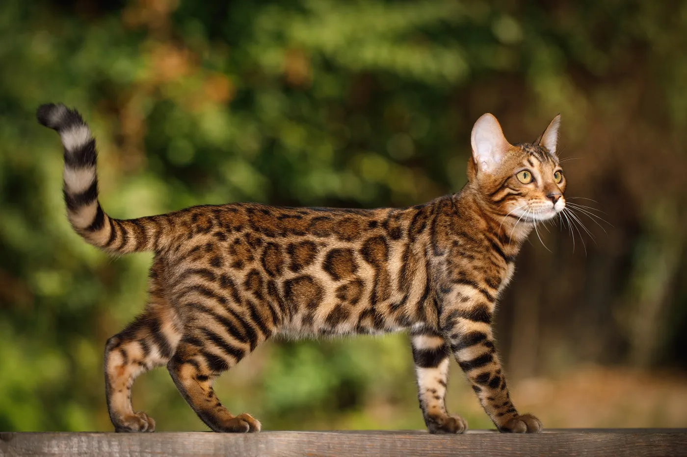 Bengal Katze: Krankheiten, Kosten und Versicherung