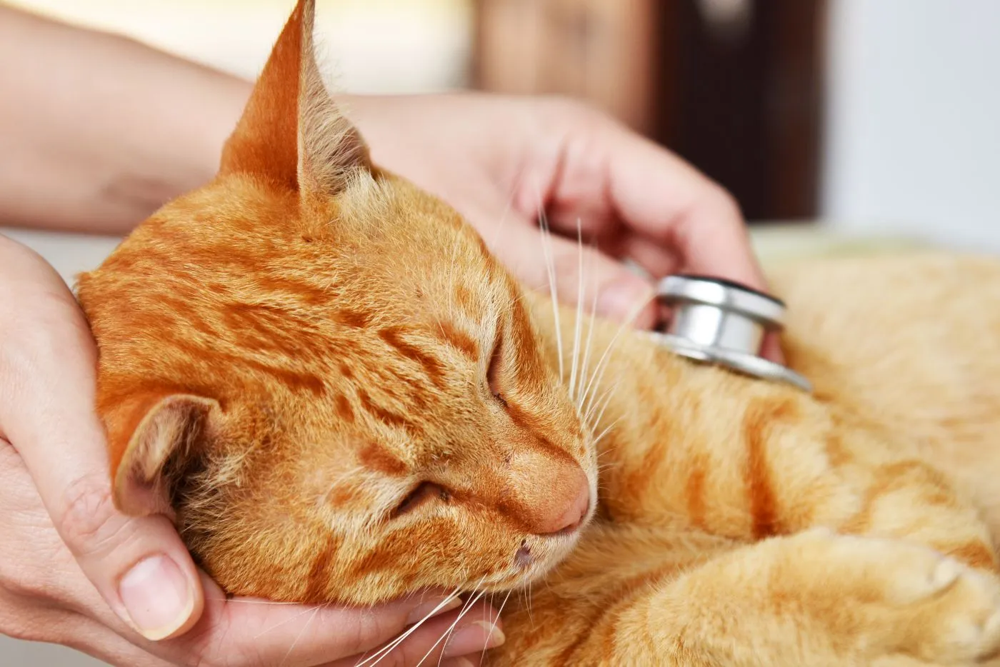 Darmverschluss bei der Katze: Kosten, Symptome und Behandlung im Überblick