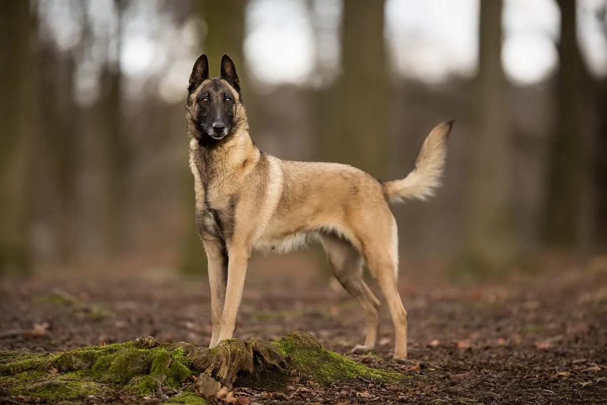 Malinois: Wesen, Gesundheitsrisiken und die richtige Hundeversicherung