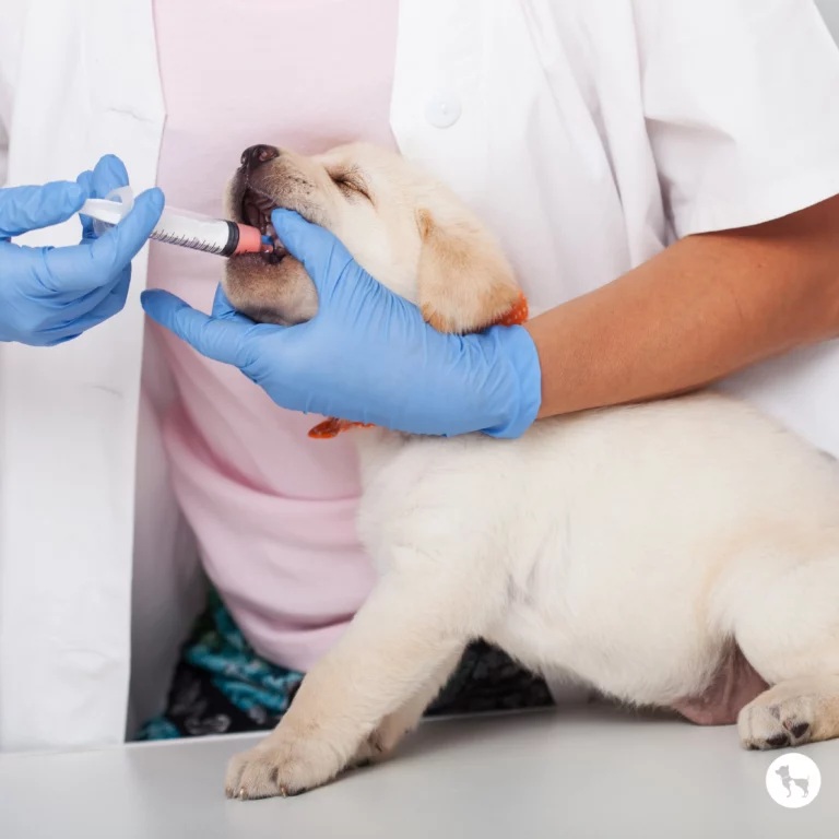 Dog_Deworming_Schedule_fcdea940-2db0-4412-a012-dfe351281de8
