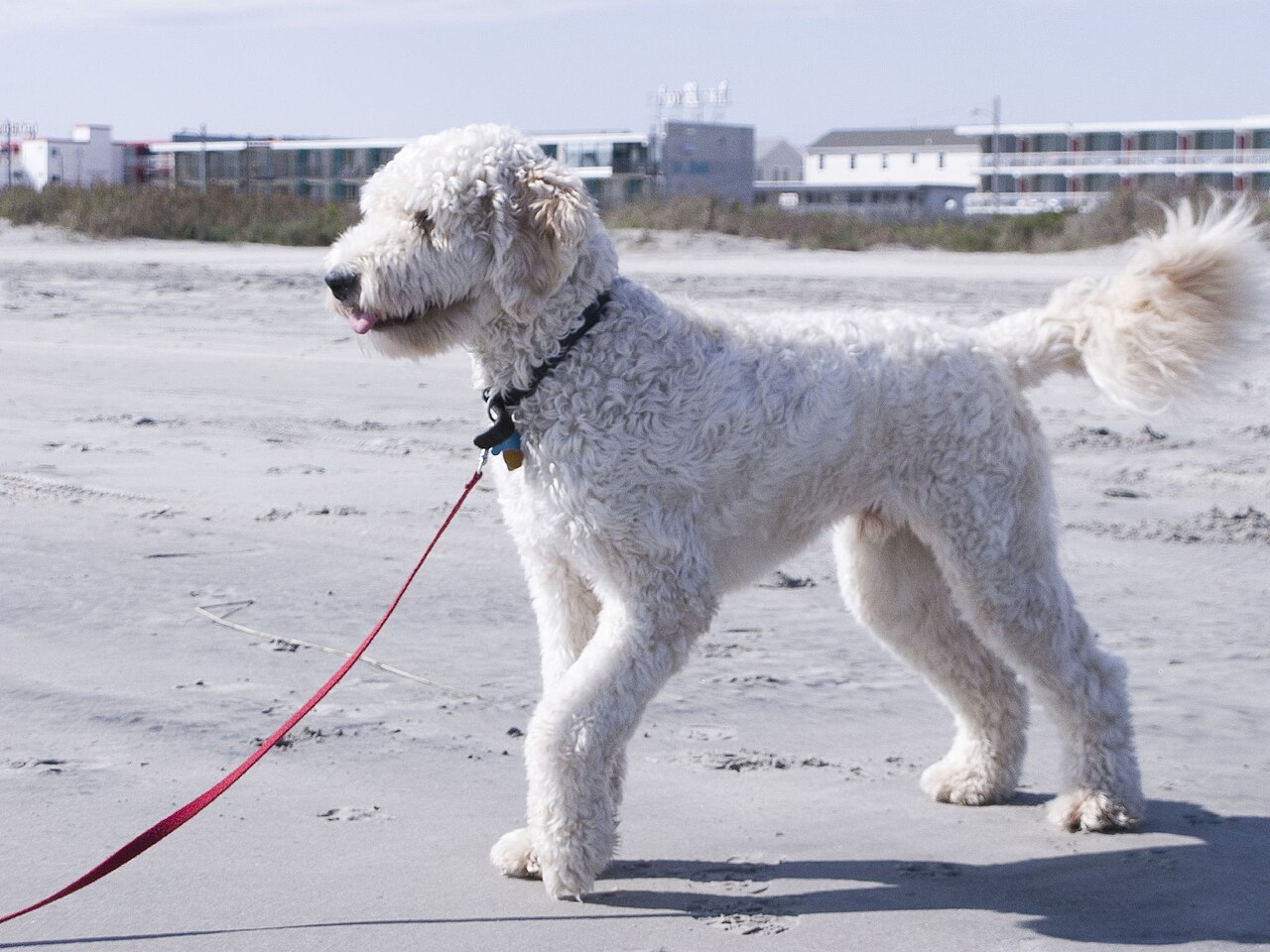 Goldendoodle: Krankheiten, Kosten und Versicherung