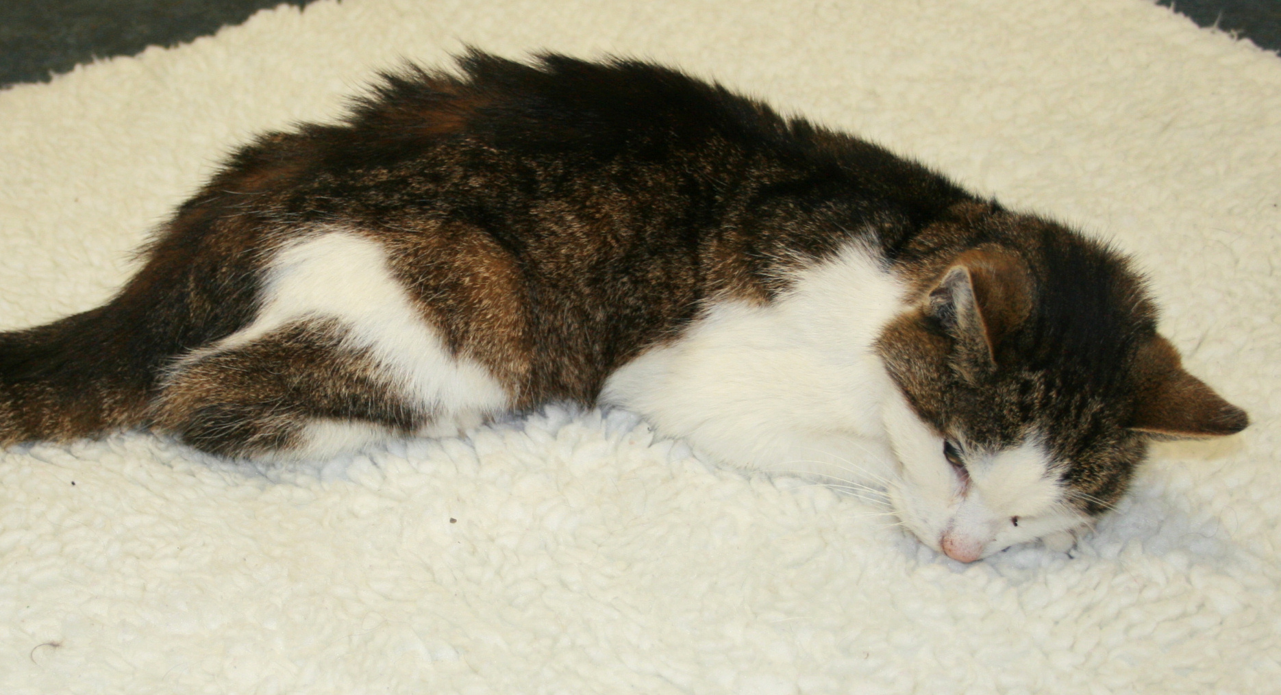 Niereninsuffizienz bei der Katze: Symptome, Stadien und Kosten