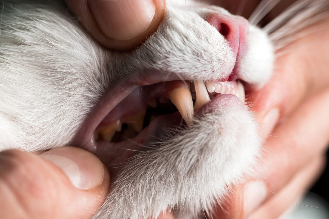 FORL bei der Katze: Symptome, Behandlung und Kosten