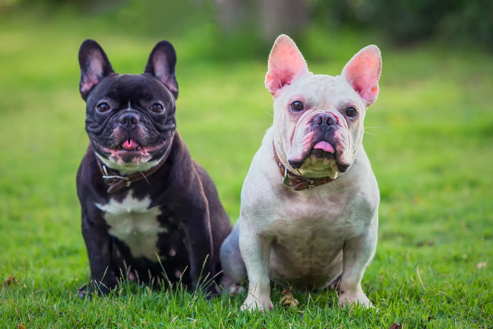 Französische Bulldogge: Krankheiten, Kosten, Versicherung