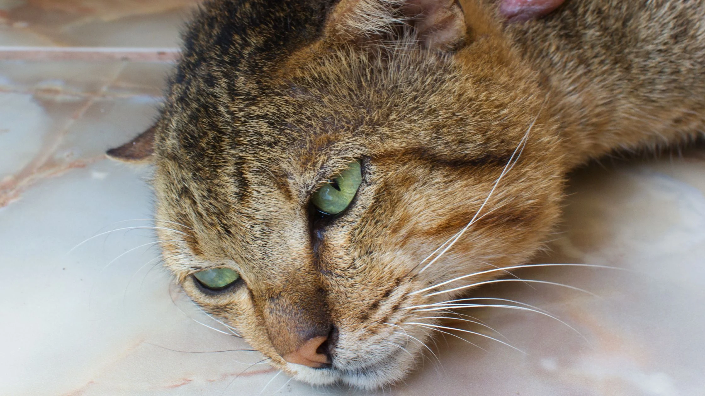FIP bei der Katze: Symptome, Heilungschancen und Kosten