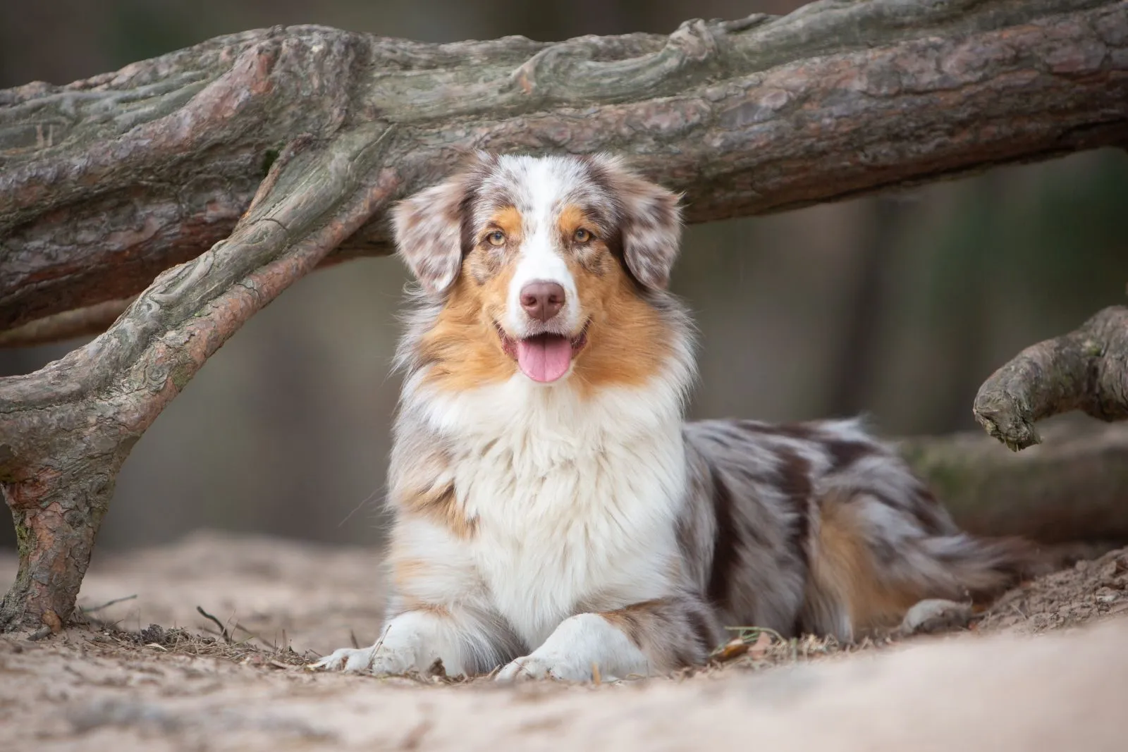 Australian Shepherd: Erbkrankheiten, Kosten und Versicherung