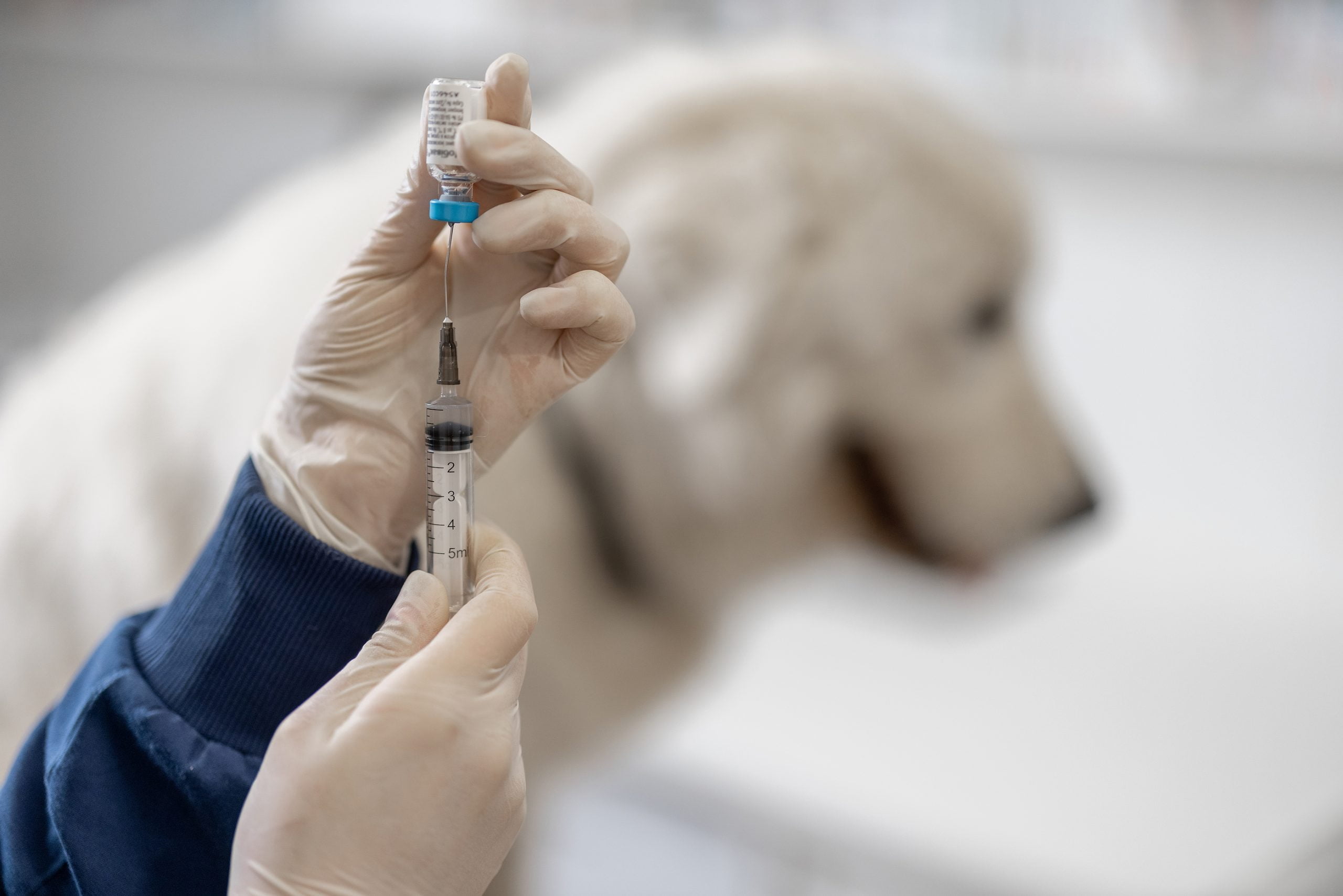 Tollwut-Impfung beim Hund: Pflicht, Kosten und Gültigkeit
