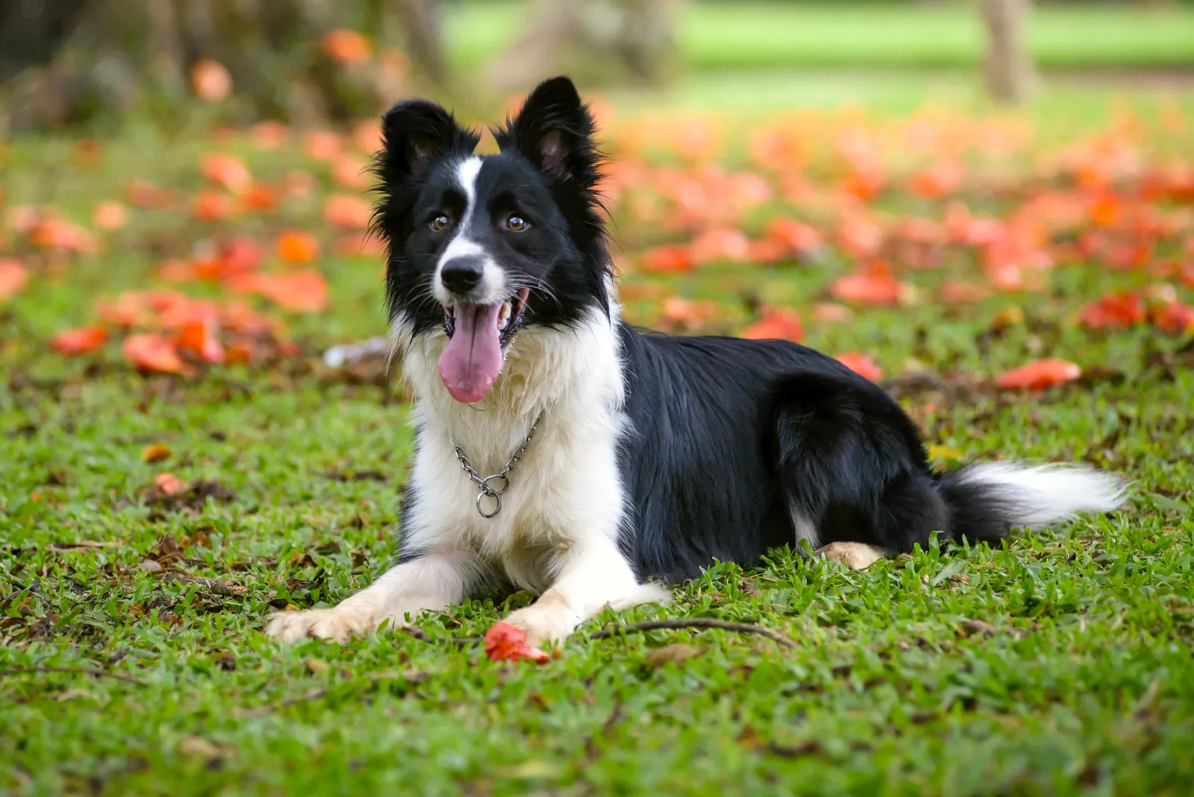 Border Collie: Krankheiten, Kosten und Versicherung