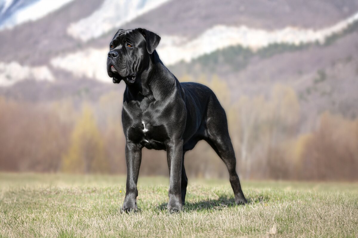 Cane Corso: Krankheiten, Kosten und die richtige Versicherung