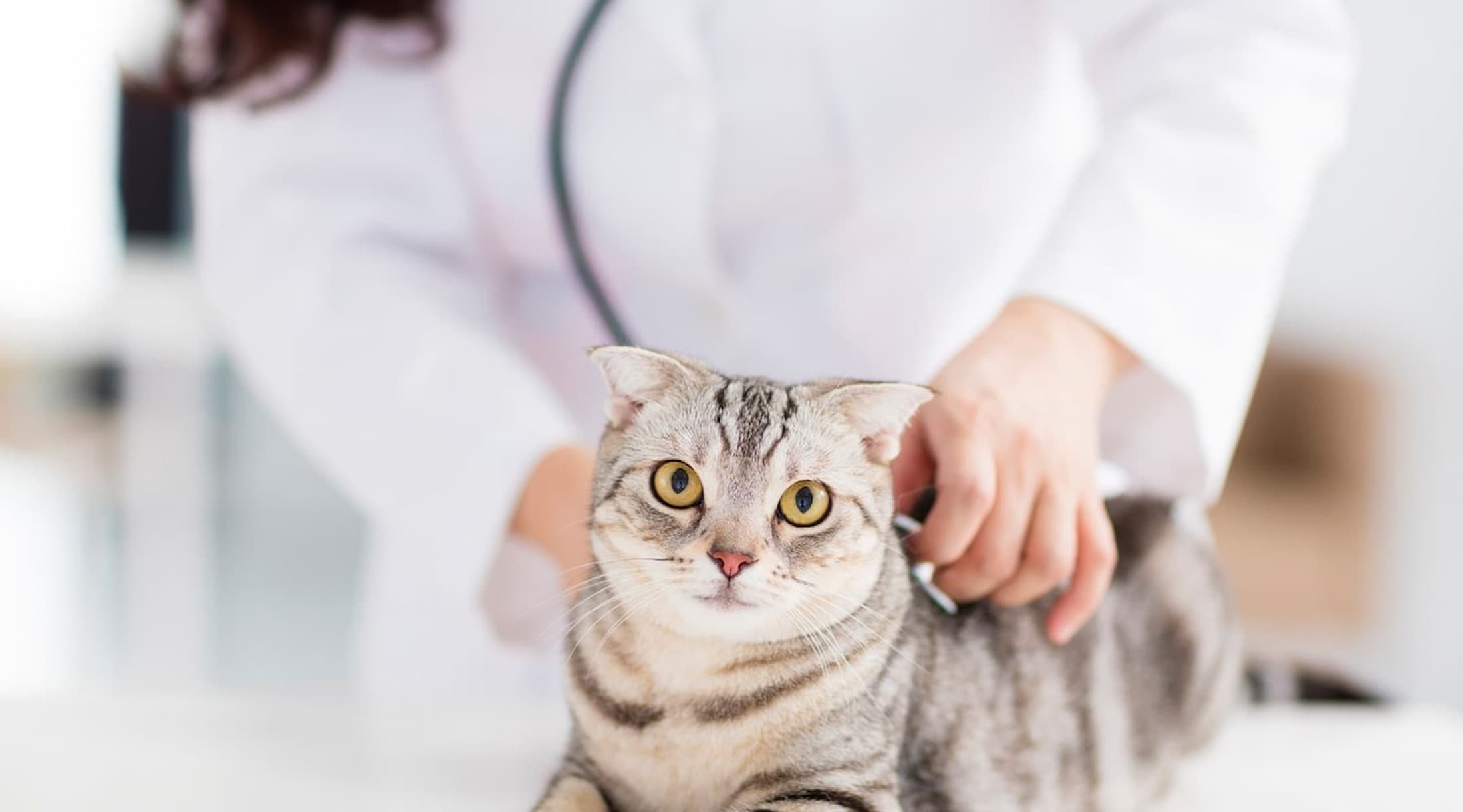 Wurmkur Katze: Kosten, Häufigkeit und was die Versicherung übernimmt