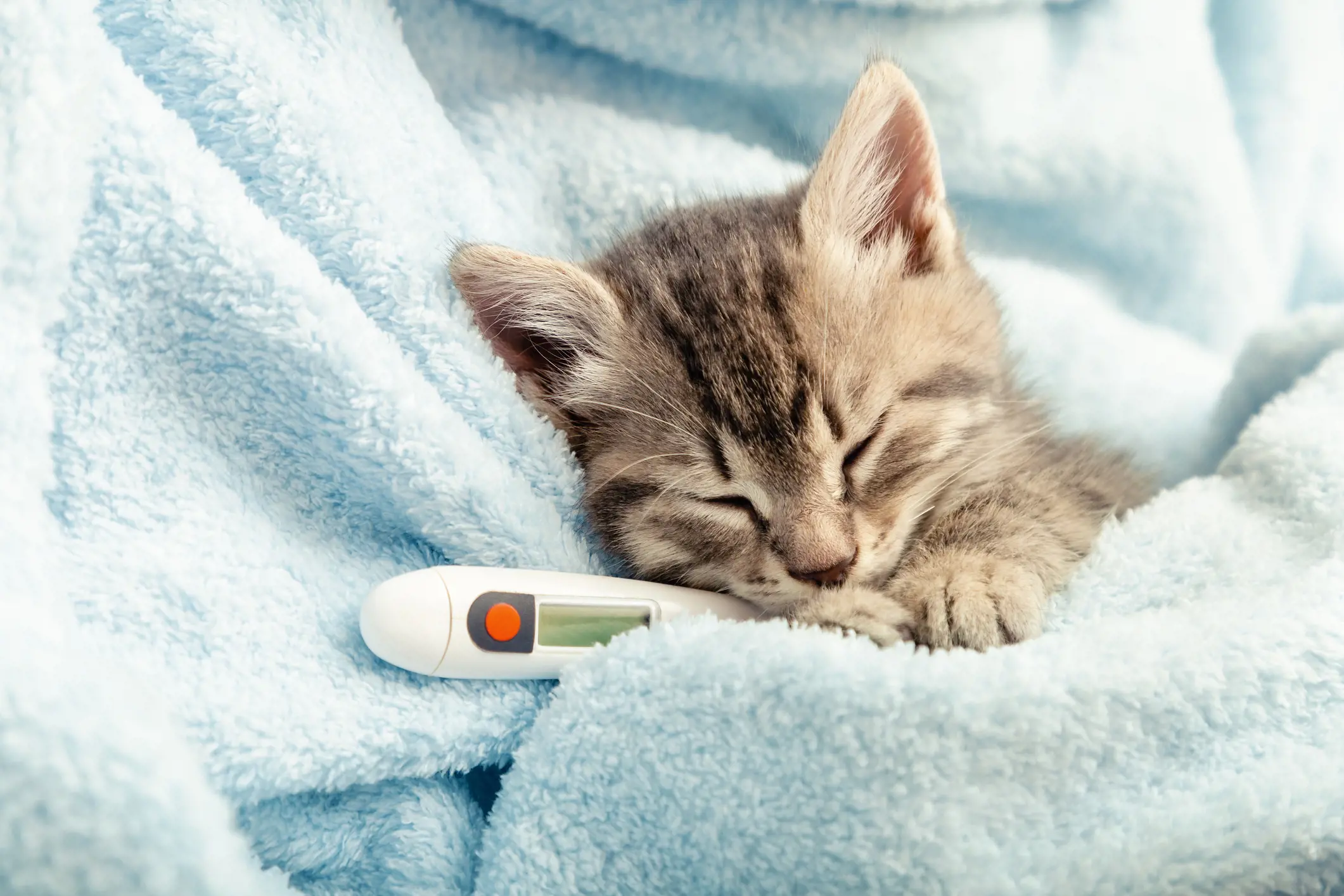 Katzenschnupfen: Symptome, Behandlung und warum er wiederkommt