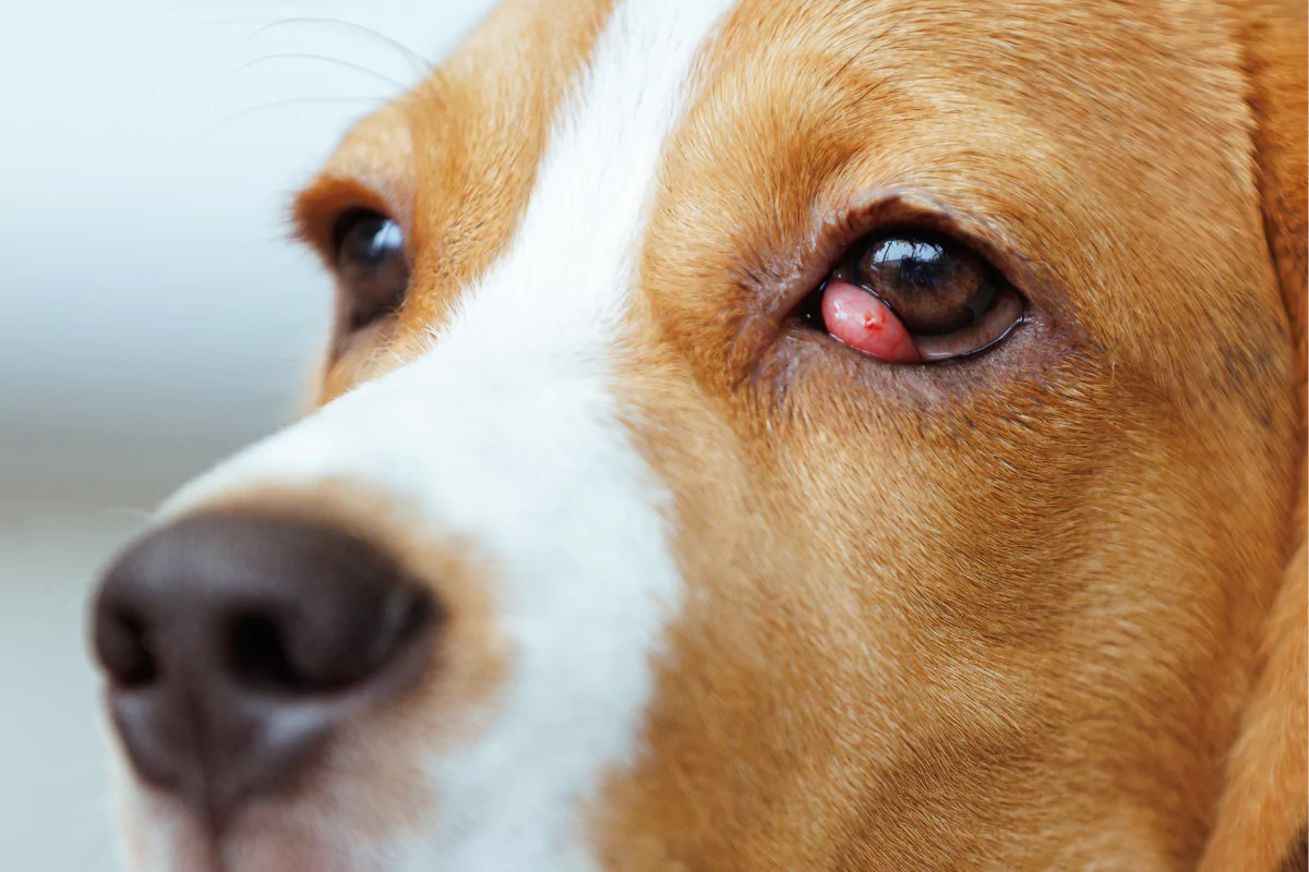Cherry Eye beim Hund: OP-Kosten und warum die Drüse bleibt