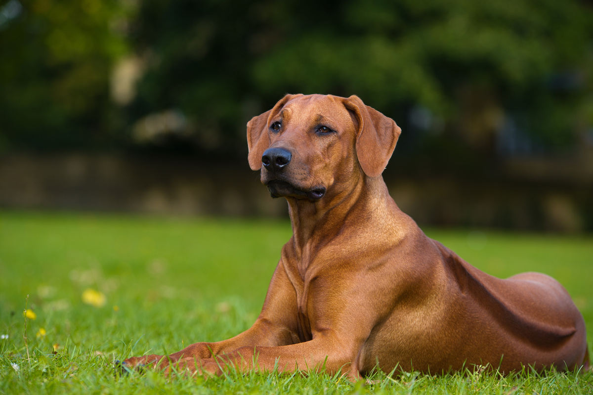 Rhodesian Ridgeback: Krankheiten, Kosten und Versicherung