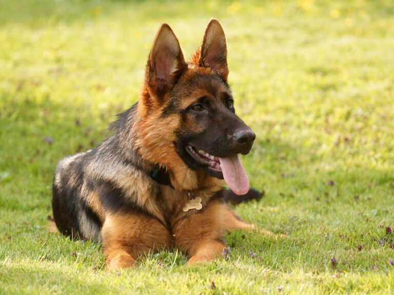 deutscher-schaeferhund-c-8071188-jpg–69522-