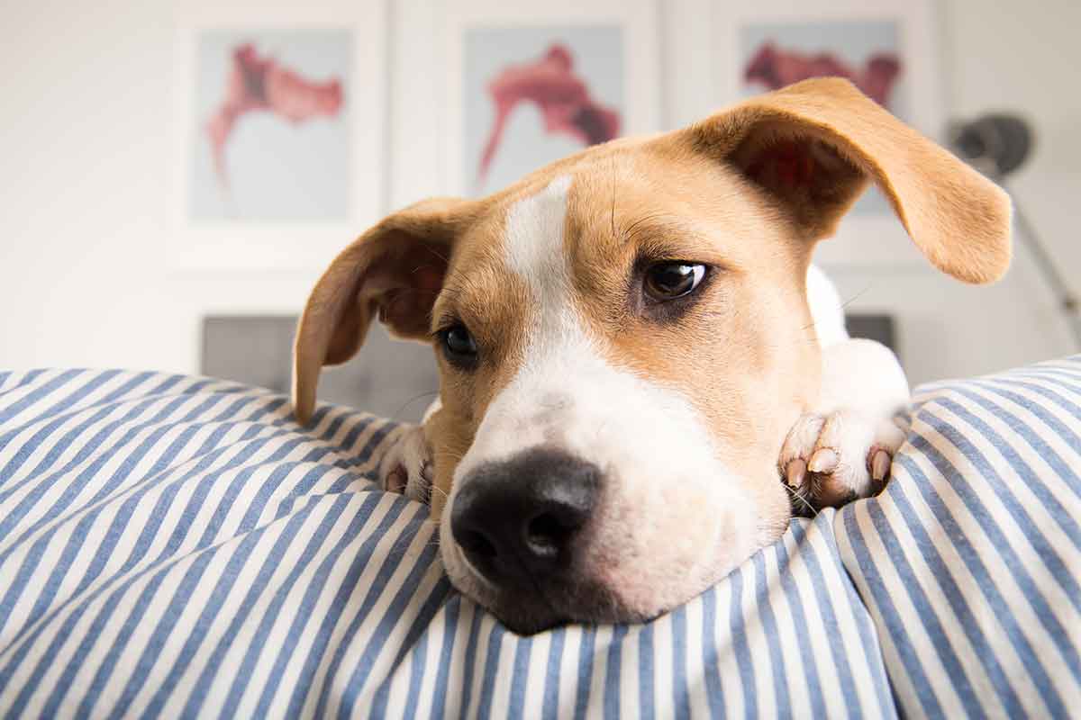 Chemotherapie beim Hund: Kosten realistisch einschätzen
