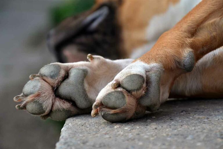 dognailsfeatured-1