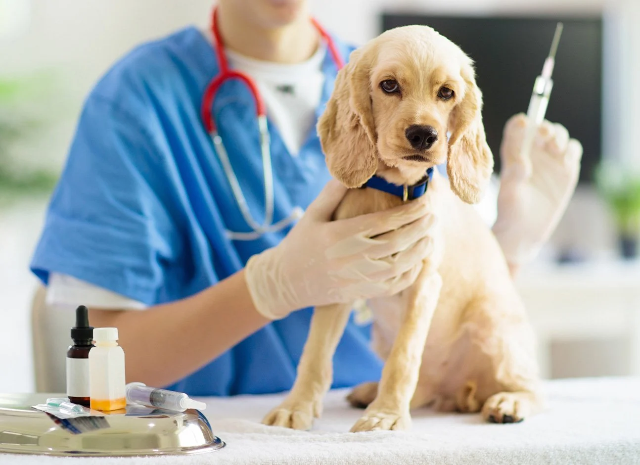 Hundeimpfung: Diese Kosten kommen 2026 auf dich zu