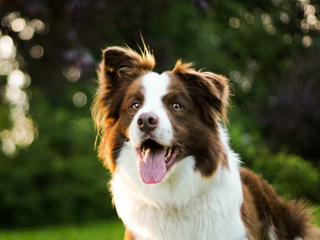 Border Collie Kosten Krankheiten Versicherung Border Collie Kosten Krankheiten Versicherung