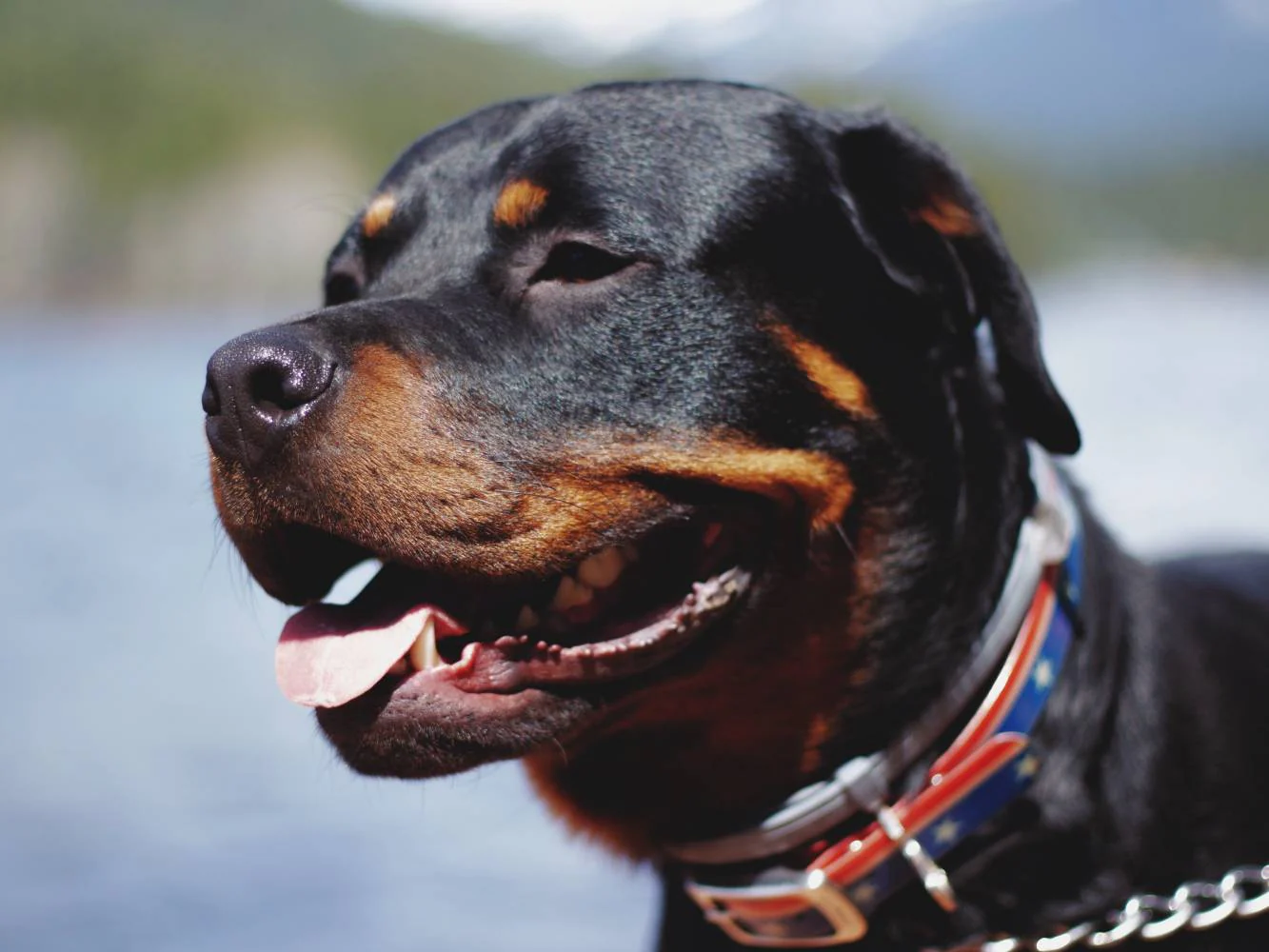 Rottweiler: Krankheiten, Kosten und Absicherung