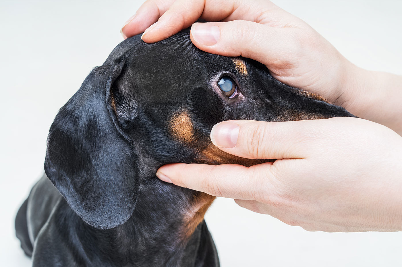 Grauer Star beim Hund: OP-Kosten und ob eine Operation nötig ist