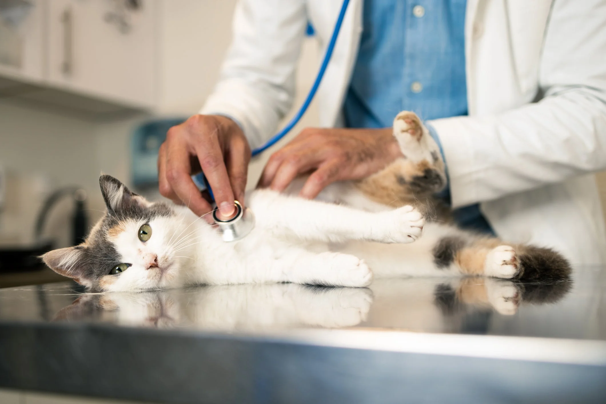 Giardien bei der Katze: Symptome, Behandlung und Kosten