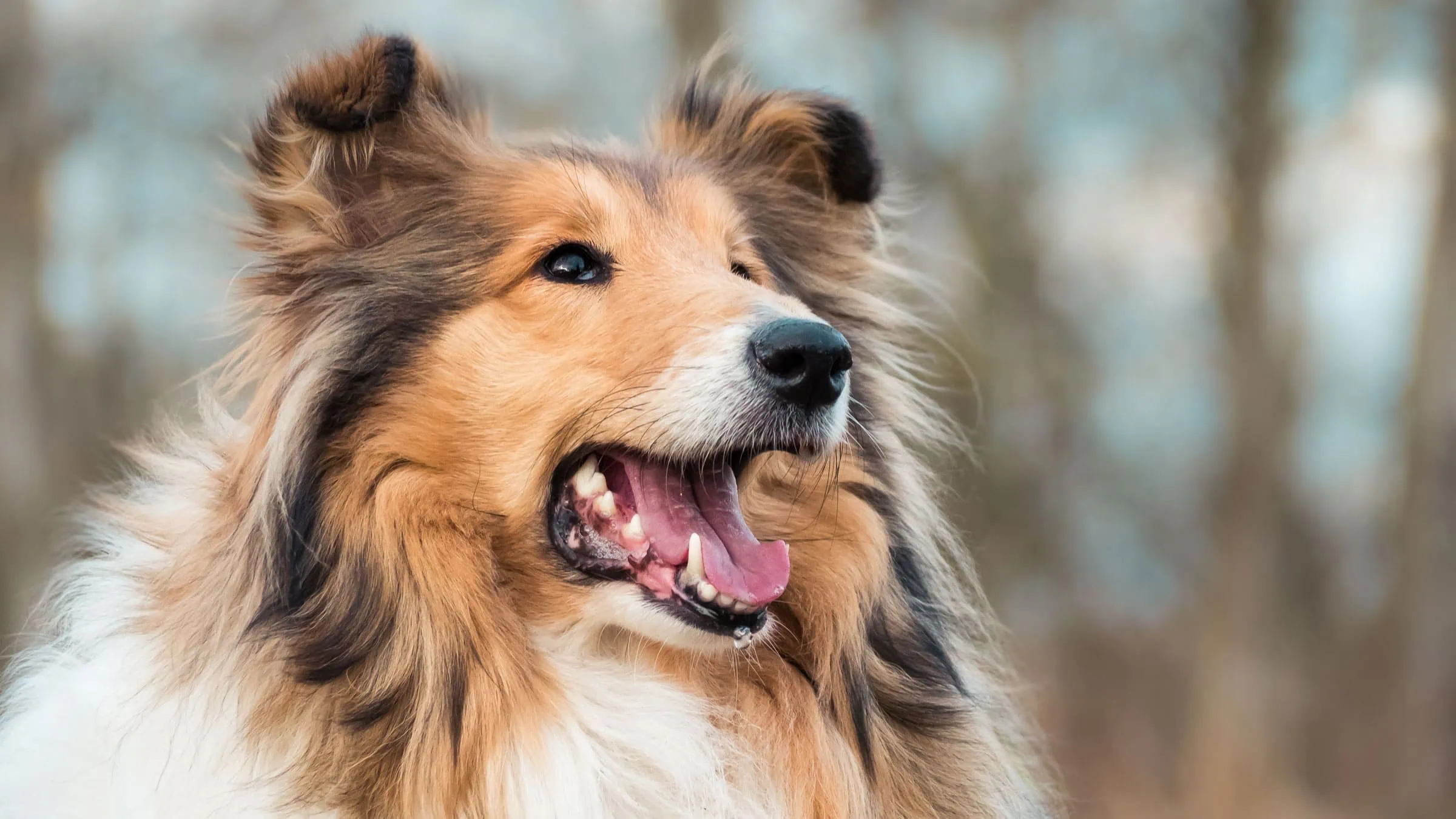 Lassie Versicherung kündigen: Frist, Weg und die Frage vor der Kündigung