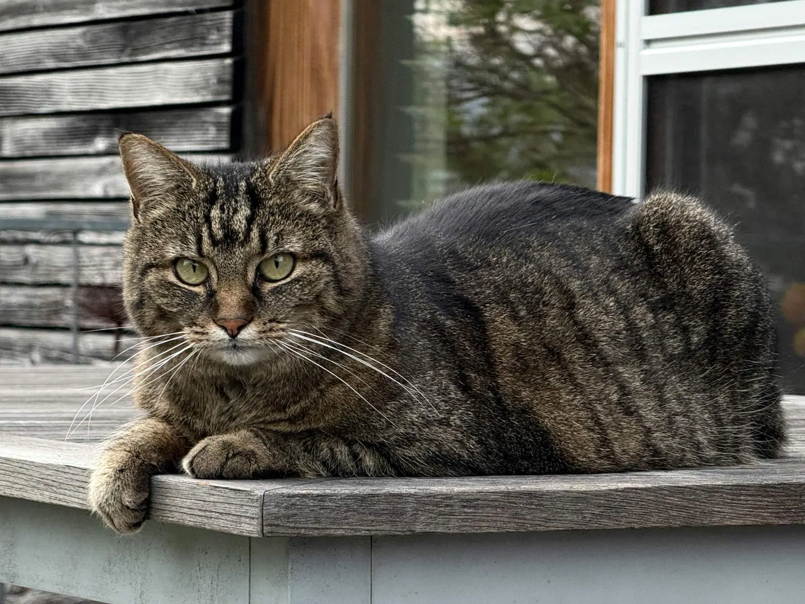 HCM bei der Katze: Symptome, Diagnose und Kosten