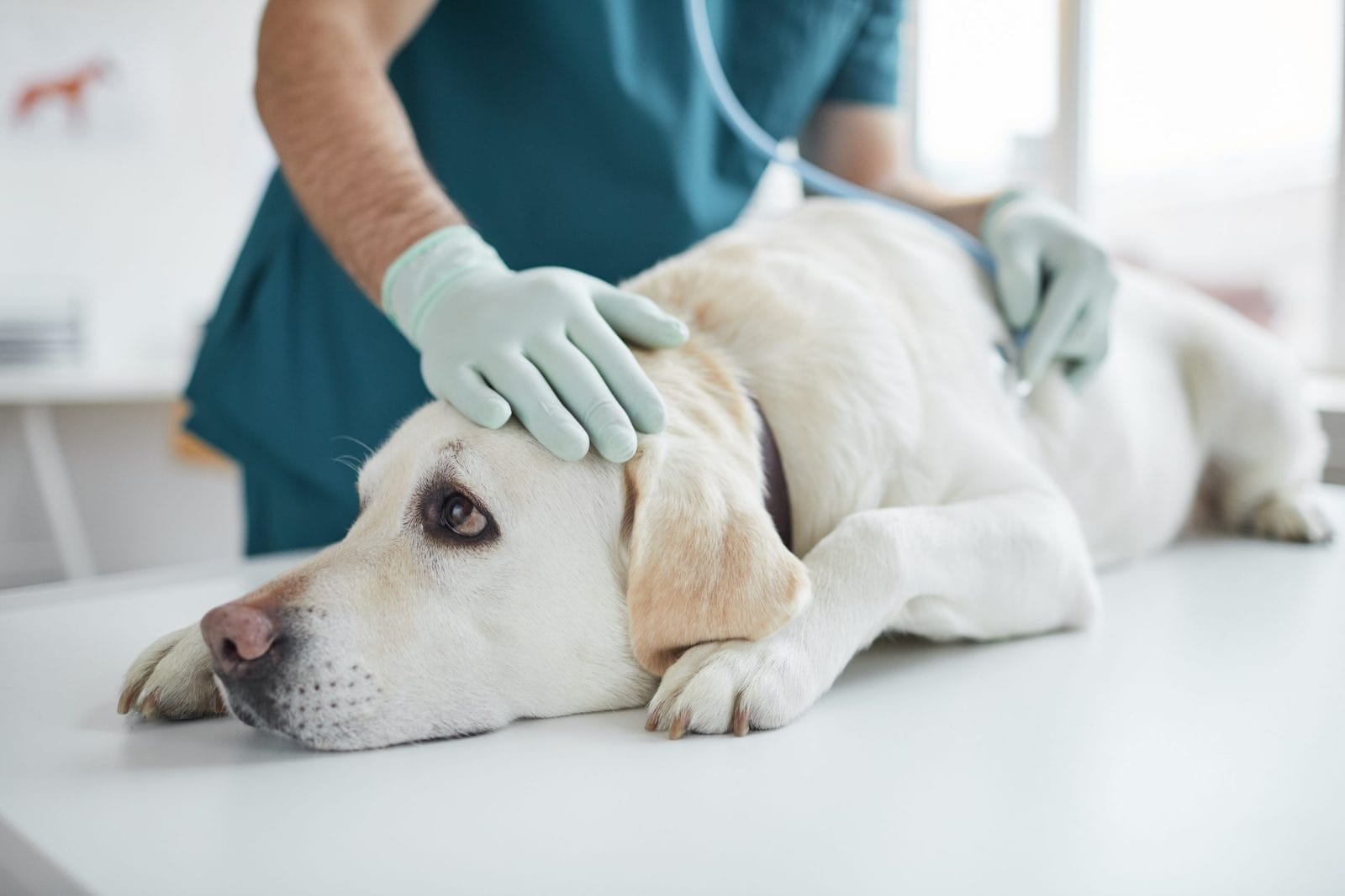 Epuliden beim Hund: OP-Kosten und wann der Kiefer betroffen ist