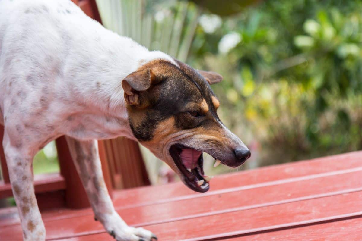 Trachealkollaps beim Hund: OP-Kosten und wann operiert wird