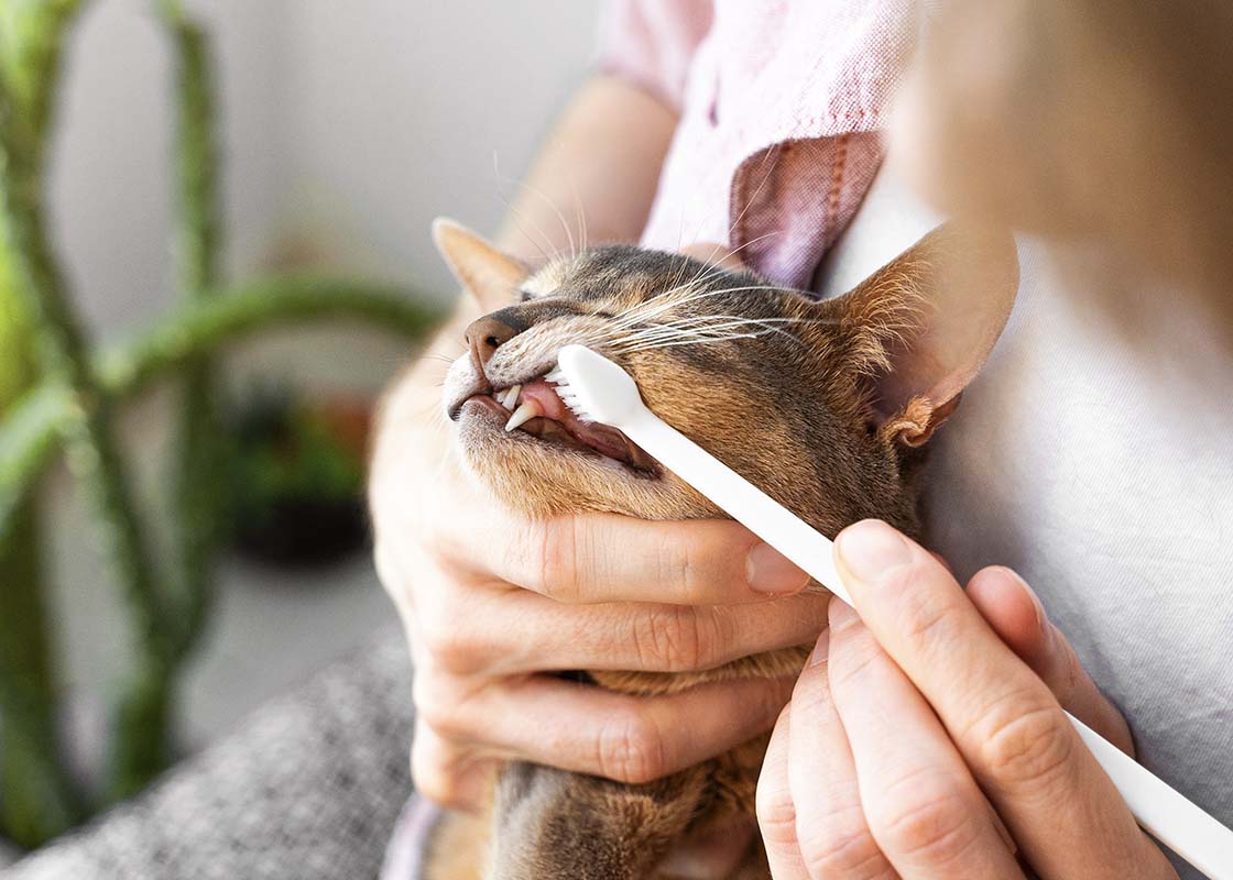 Zahnstein bei der Katze entfernen: Kosten und Ablauf